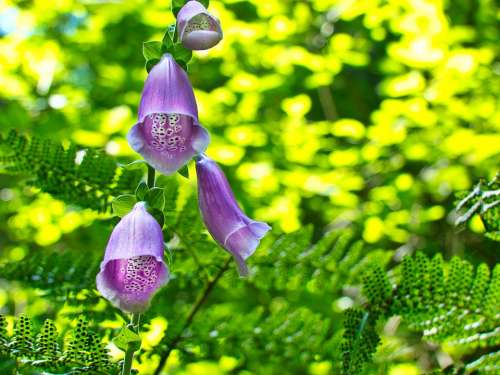 Thimble Pink Plant Blossom Bloom