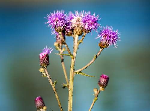 Thistle Flower Plant Spiny Closeup Flora Purple