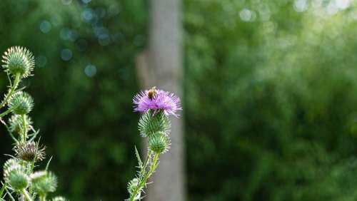 Thistle Flower Bee Nature Plants Summer