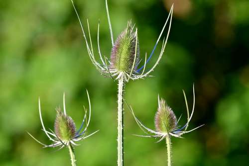 Thistles Plant Spines Nature Summer Flower Flora