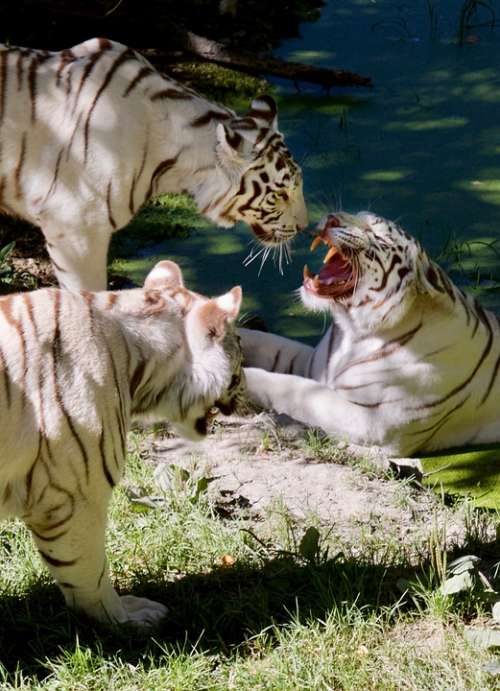 Tiger Feline Aggressive Wild Whiskers Dangerous
