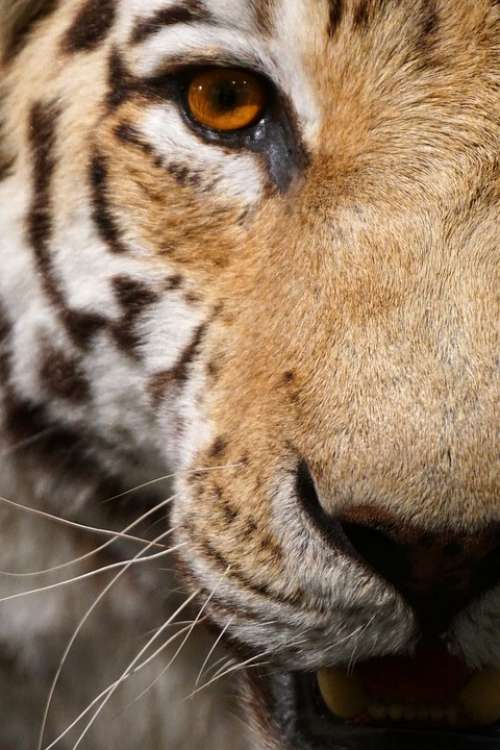 Tiger Close Up Eye View Animal Carnivores Big Cat