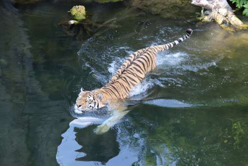 Tiger Amurtiger Siberian Tiger Swim Big Cat
