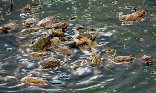 Toad Frog Amphibian Pond