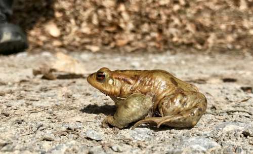 Toad Amphibians Water Creature