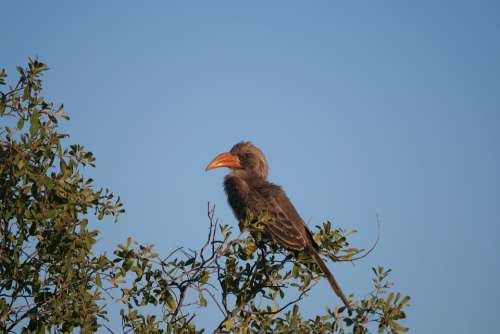 Toko Bird Botswana Africa Hornbill Safari