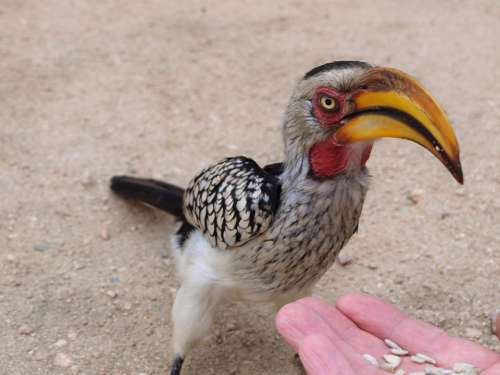 Toko Bird Safari Hornbill National Park Africa