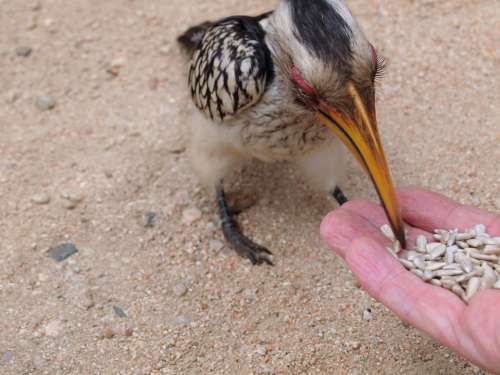 Toko Bird Safari Hornbill National Park Africa