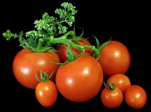 Tomatoes Vegetables Food Oregano Herb Cooking