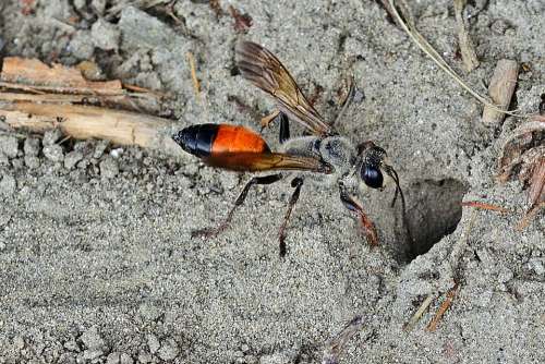 Tomb Wasp Sand Nature Insect