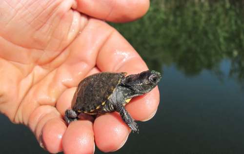 Tortoise Water Reptile Swimming Pond Turtle