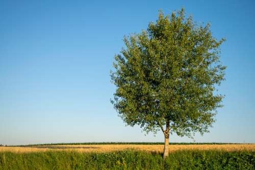 Tree Summer Hallertau Wheat Field Rural