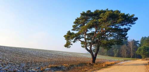 Tree Pine Nature Evergreen Winter Frost Landscape