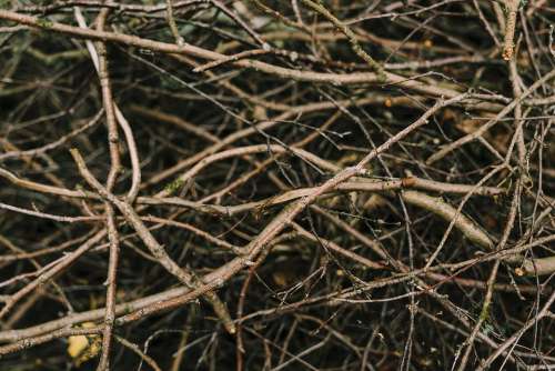 Tree Branch Ground Branches Forest Summer Nature