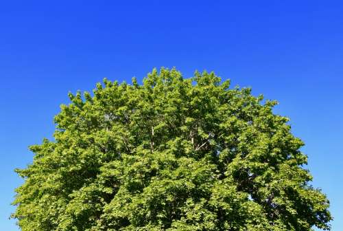 Tree Leaves Sky Nature Green Branches Colorful