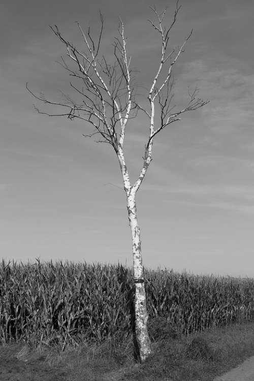 Tree Black White Nature Die Loneliness