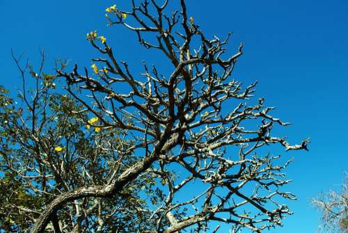 Tree Nature Landscape Green Sky