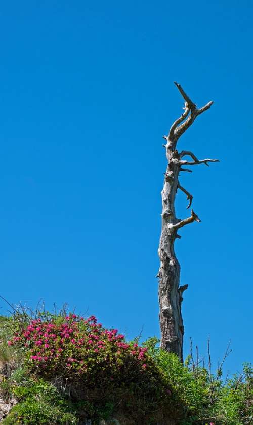 Tree Skeleton Alprose Tree Skeleton Alpine Flower