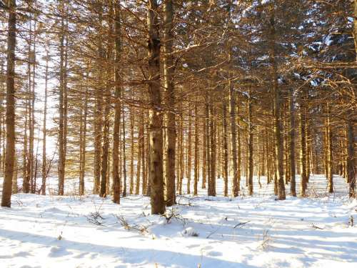 Trees Landscape Winter Pine Snow Forest