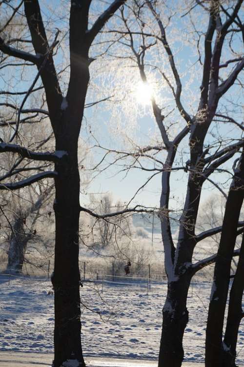 Trees Snow Winter Wintry Sunbeam White Sunny