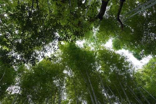 Trees Bamboo Forest