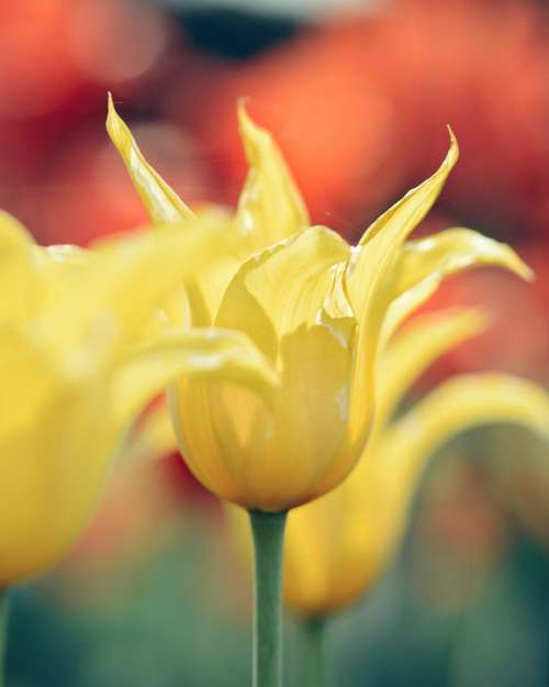 Tulip Spring Bokeh Sunny Sunshine Tulips Nature