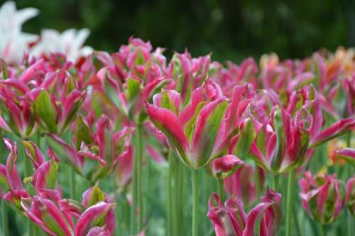 Tulip Flowers Tulips Spring Garden Flower Pink