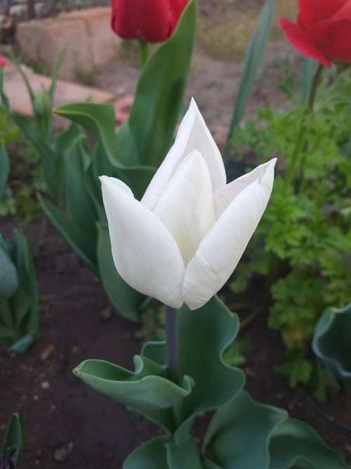 Tulip Flower Spring White Nature Garden Green