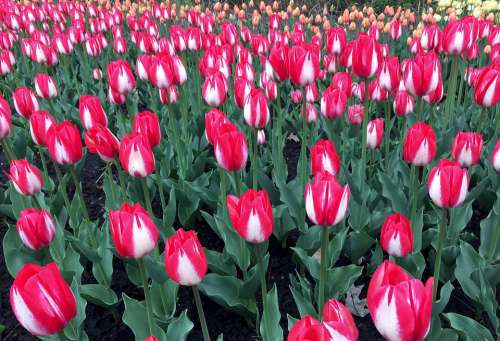 Tulips Flowers Spring Field Red Green Tulip