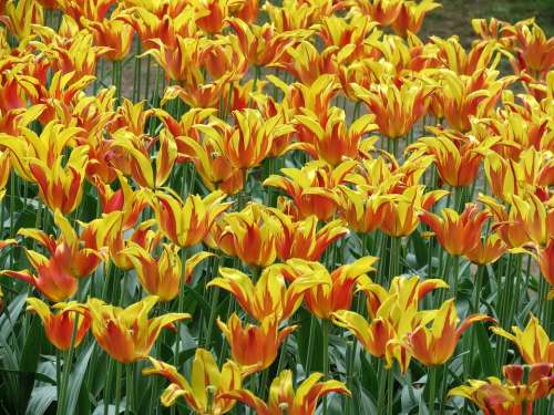 Tulips Parrot Bright Garden