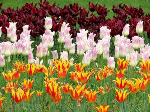 Tulips Parrot Bright Garden