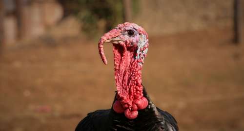 Turkey Puter Poultry Free Range Freewheel Neck