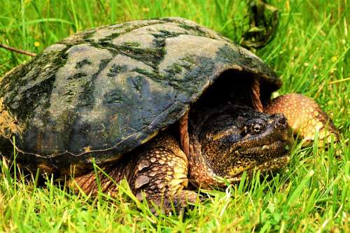 Turtle Snapping Turtle Large Crawling Reptile