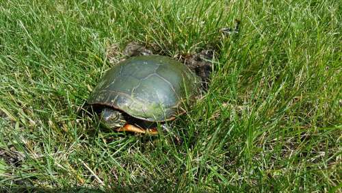 Turtle Tortoise Shell Carapace Wild Painted