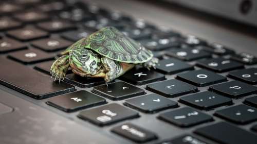 Turtle Keyboard Sick