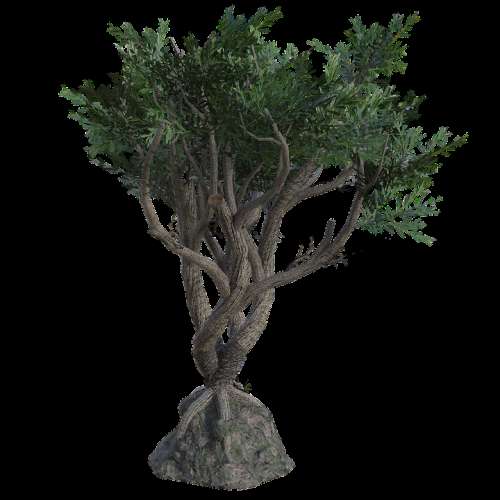 Twisted Tree Branches Leaves Trunk 3D Render