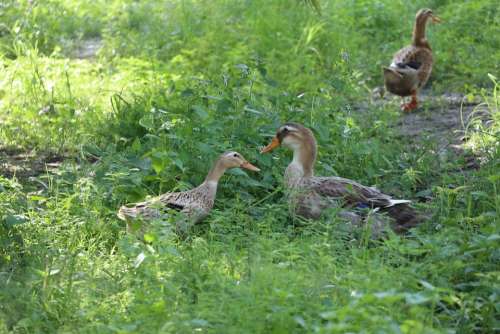 Two Ducks Talking Green Field Grass Backyard Avoid