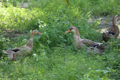 Two Ducks Talking Greenfield Grass Nature