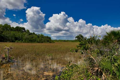 Usa Florida Landscape Everglades