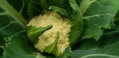 Vegetable Garden Cauliflower Food Organic