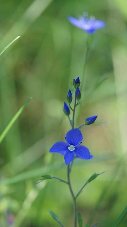 Veronica Chamaedrys Wildflowers Flower Blue