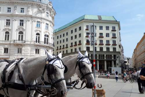 Vienna Horse Fiaker Places Of Interest History