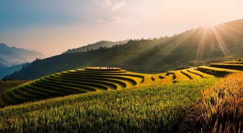 Vietnam Tu Le Terraces Field Rice Field Rice