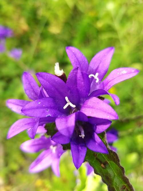 Violet Flower Purple