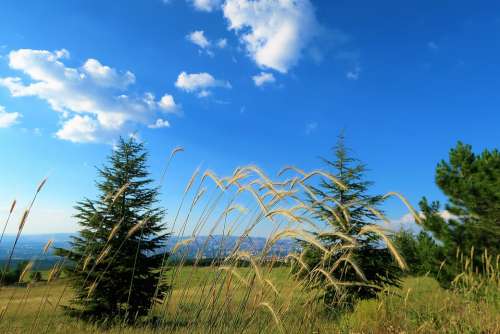 Virgos Sky Nature Landscape Summer Tree Red