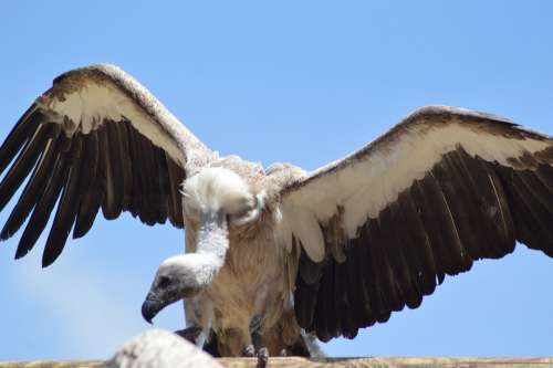 Vulture Raptor Bird Scavenger Fly Sky Beak