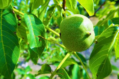 Walnut Fruit Nature Green Delicious Healthy