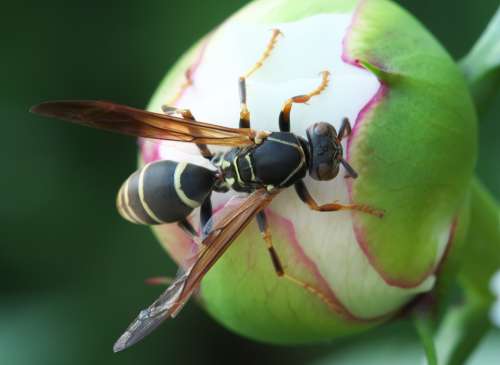 Wasp Insect Nature Cock