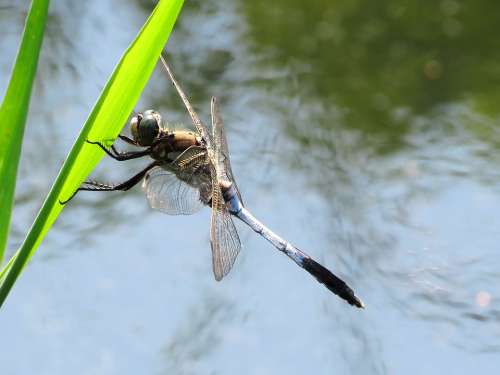 Water Dragonfly Pond Insect