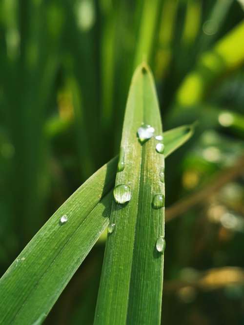 Water Drops Grass Rain Nature Wet Plant Moisture